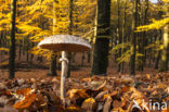 Parasol (Lepiota spec)