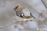 Pestvogel (Bombycilla garrulus)