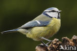 Blue Tit (Parus caeruleus)