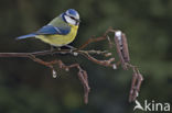 Blue Tit (Parus caeruleus)