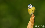 Blue Tit (Parus caeruleus)