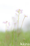 Cuckoo flower (Cardamine pratensis var angustifolia)