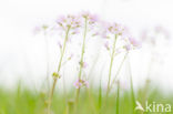 Cuckoo flower (Cardamine pratensis var angustifolia)