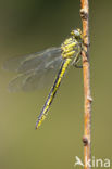 Plasrombout (Gomphus pulchellus)