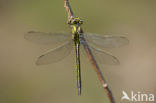 Plasrombout (Gomphus pulchellus)