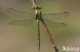 Plasrombout (Gomphus pulchellus)