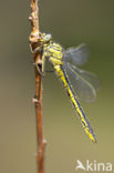 Plasrombout (Gomphus pulchellus)