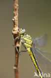 Plasrombout (Gomphus pulchellus)