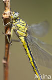 Plasrombout (Gomphus pulchellus)