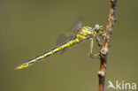 Plasrombout (Gomphus pulchellus)