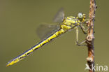 Plasrombout (Gomphus pulchellus)