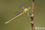 Plasrombout (Gomphus pulchellus)