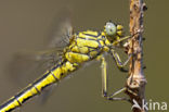 Plasrombout (Gomphus pulchellus)