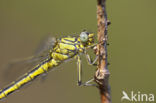 Plasrombout (Gomphus pulchellus)