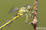 Plasrombout (Gomphus pulchellus)