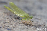 Plasrombout (Gomphus pulchellus)