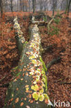 Artist’s Conk (Ganoderma lipsiense)