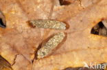 Potamophylax rotundipennis