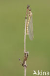 Pyrrhosoma elisabethae (IUCN red list