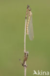 Pyrrhosoma elisabethae (rode lijst  IUCN