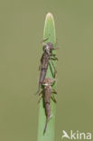 Pyrrhosoma elisabethae (rode lijst  IUCN