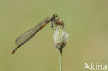 Pyrrhosoma elisabethae (rode lijst  IUCN