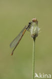 Pyrrhosoma elisabethae (rode lijst  IUCN