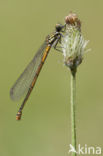 Pyrrhosoma elisabethae (rode lijst  IUCN