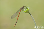 Pyrrhosoma elisabethae (rode lijst  IUCN