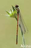 Pyrrhosoma elisabethae (rode lijst  IUCN