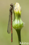 Pyrrhosoma elisabethae (rode lijst  IUCN