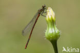 Pyrrhosoma elisabethae (rode lijst  IUCN