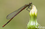 Pyrrhosoma elisabethae (rode lijst  IUCN