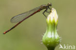 Pyrrhosoma elisabethae (rode lijst  IUCN