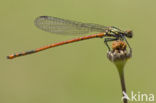 Pyrrhosoma elisabethae (rode lijst  IUCN