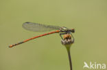 Pyrrhosoma elisabethae (rode lijst  IUCN