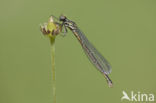 Pyrrhosoma elisabethae (IUCN red list