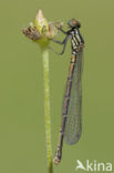 Pyrrhosoma elisabethae (IUCN red list