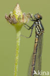 Pyrrhosoma elisabethae (rode lijst  IUCN