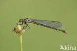 Pyrrhosoma elisabethae (rode lijst  IUCN