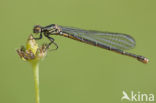 Pyrrhosoma elisabethae (rode lijst  IUCN