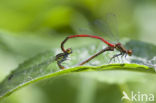 Pyrrhosoma elisabethae (rode lijst  IUCN