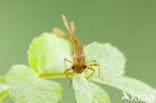 Pyrrhosoma elisabethae (rode lijst  IUCN