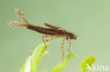 Pyrrhosoma elisabethae (IUCN red list