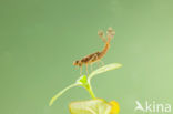 Pyrrhosoma elisabethae (IUCN red list