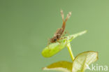 Pyrrhosoma elisabethae (rode lijst  IUCN