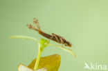 Pyrrhosoma elisabethae (rode lijst  IUCN