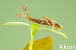 Pyrrhosoma elisabethae (rode lijst  IUCN