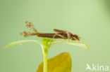 Pyrrhosoma elisabethae (rode lijst  IUCN