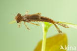 Pyrrhosoma elisabethae (IUCN red list